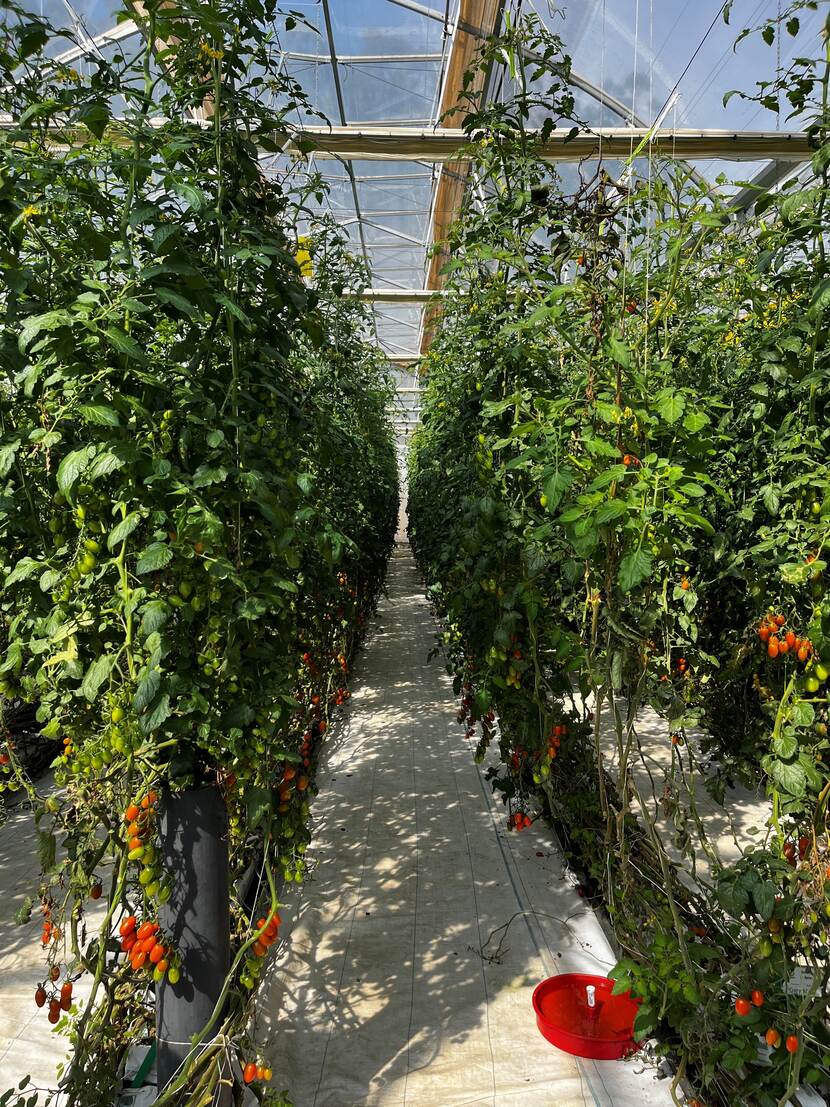 Inside a greenhouse, tomato vines are grown up support structures on the left and right hand sides.
