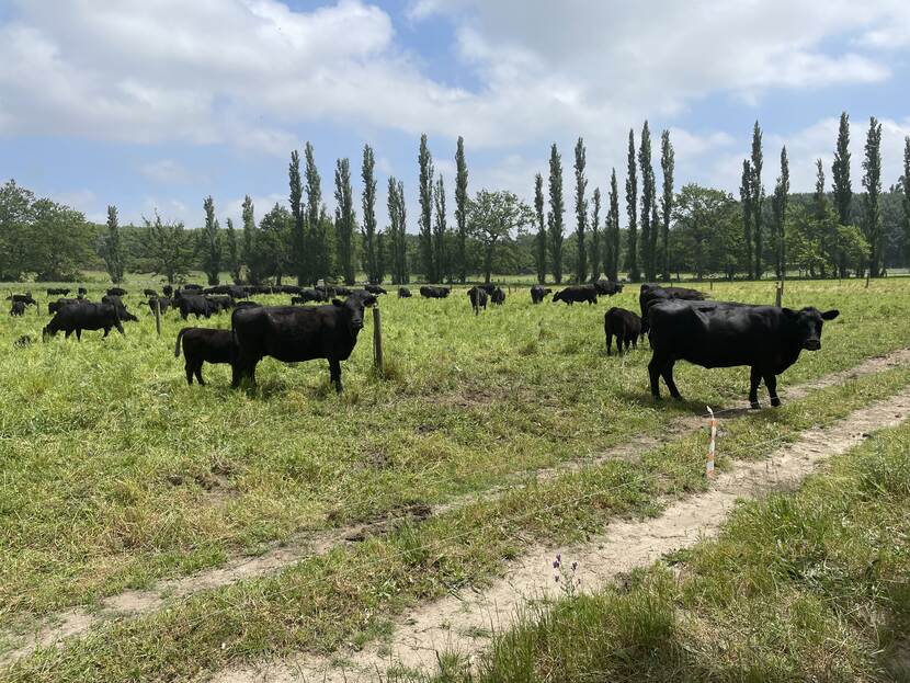 Black cows stand in a field with a row of tall trees in the background