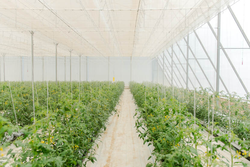 Rows of young tomato plants with yellow flowers growing inside a greenhouse