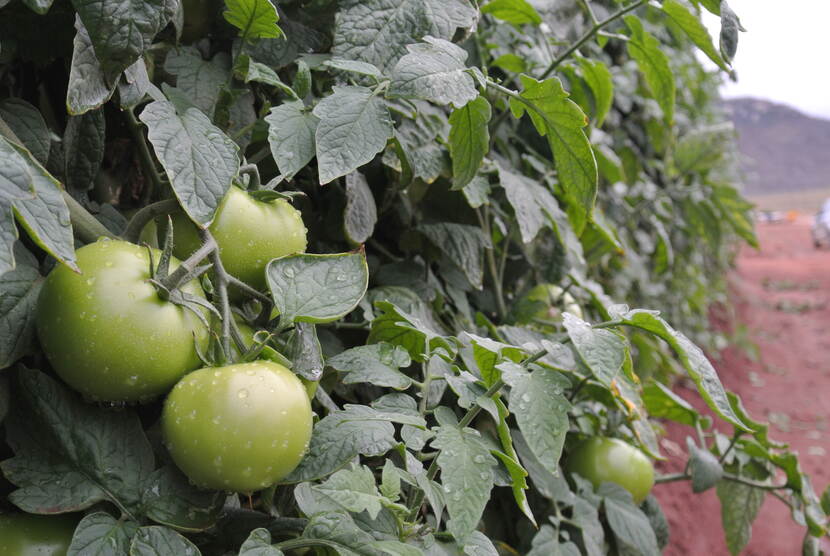 A bunch of unripe tomatoes grow on a tomato vine, covered in droplets of water from recent rain