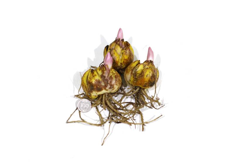 Lily bulb