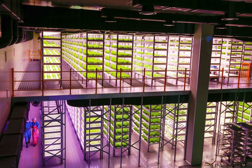 Vertical farming in Pyeongtaek by Farm8