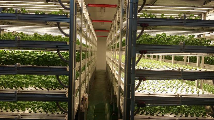 Plants grow at Miraewon's Fresh Farm III, a factory-style smart farm that grows leafy plants and herbs in an automated environment.