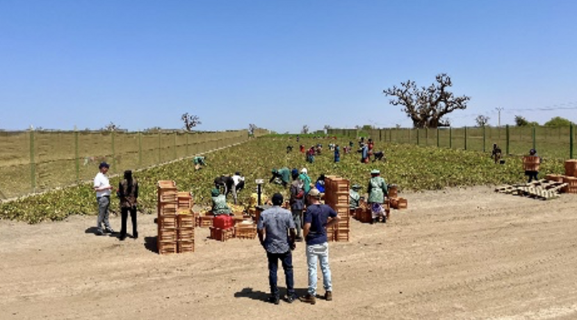 Tomato production by Quality Food, Senegal