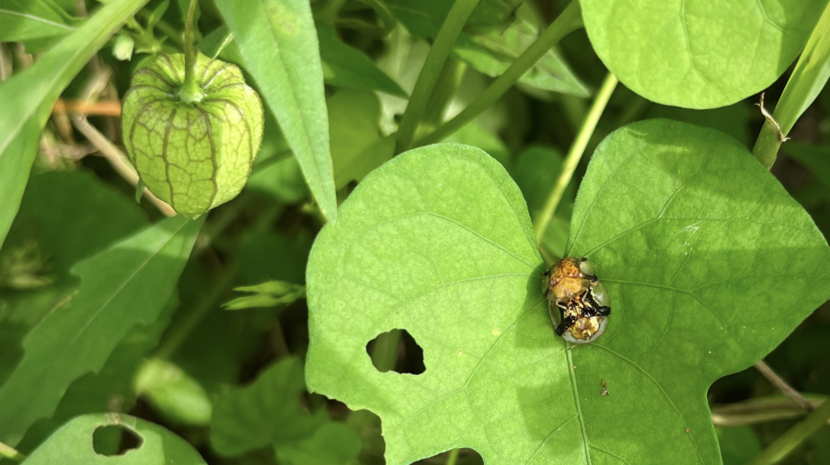 Biodiversity