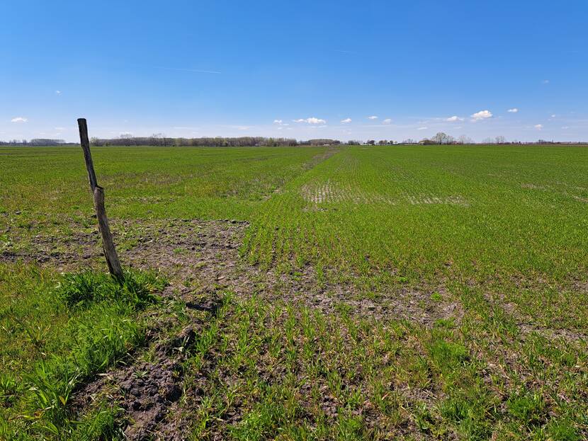 Extensive farming is an integral part of nature-inclusive agriculture in Kiskunság. The farmland, sowed with cereals, is a perfect habitat for nesting great bustards and the produce is used as feed for grey cattle