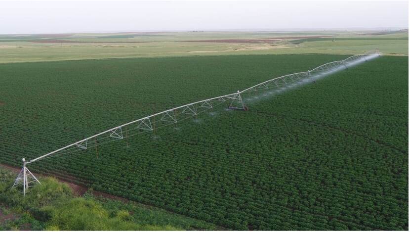 Potato field in Duhok Province, Kurdistan region of Iraq