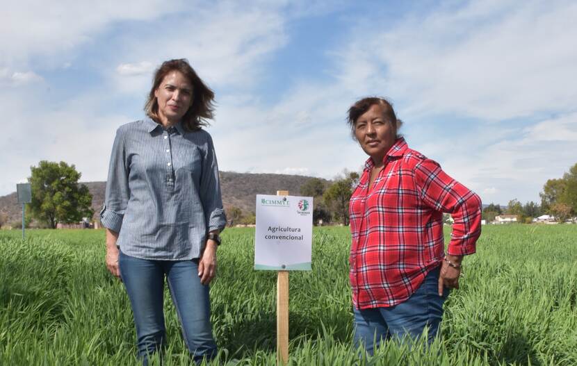 Transforming agriculture: conservation practices revolutionize barley farming in Mexico
