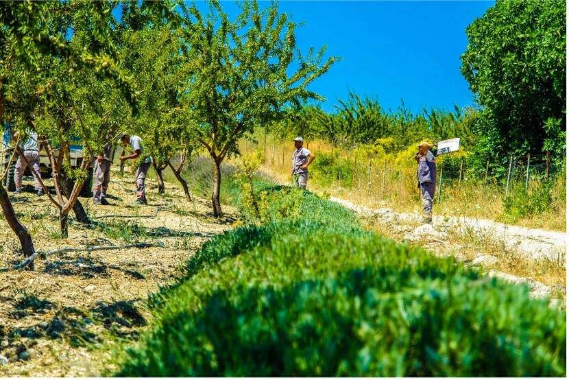 Organic farming in Turkiye
