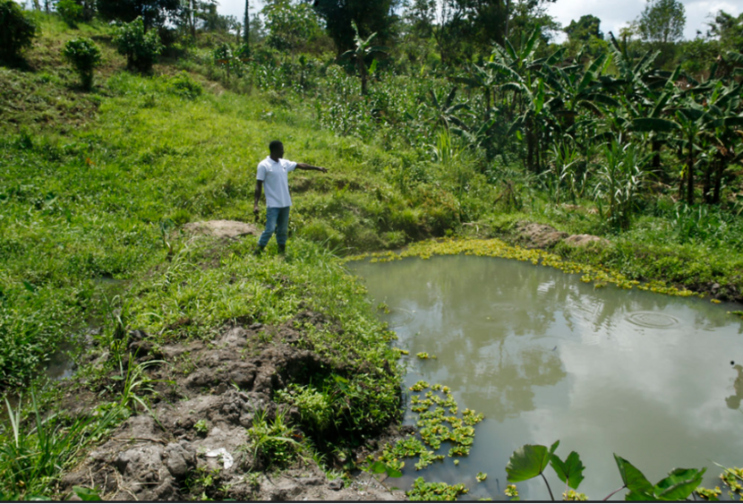 Emmanuel on his farm, showing how he includes nature in his farming practices