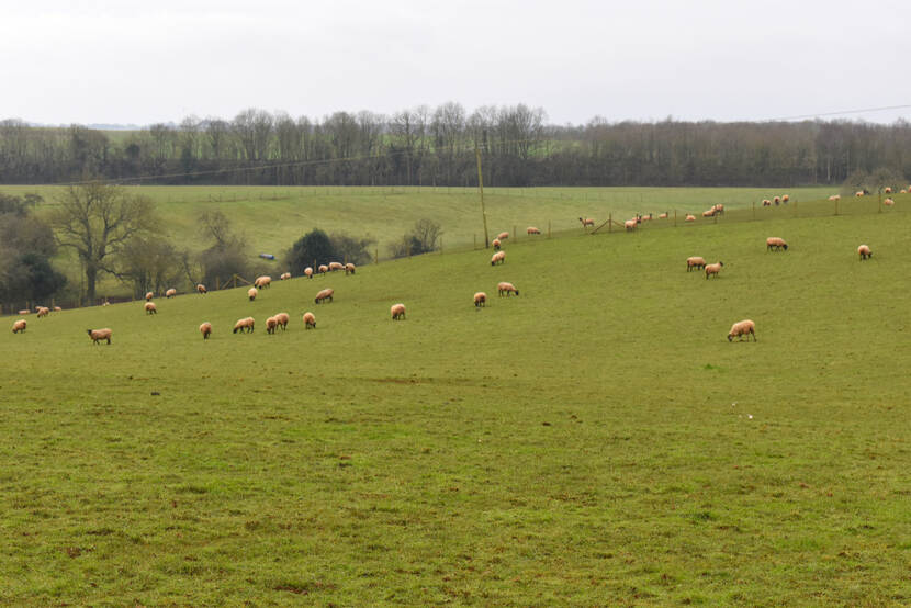 The groundswell of regenerative agriculture in the UK, paving the way for a sustainable and nature-friendly farming revolution