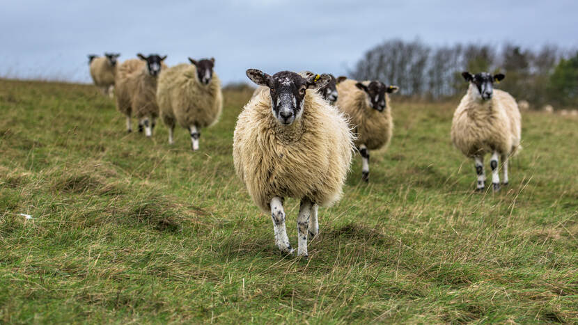 Farmers navigating the challenges of the future, making difficult decisions amidst financial pressures