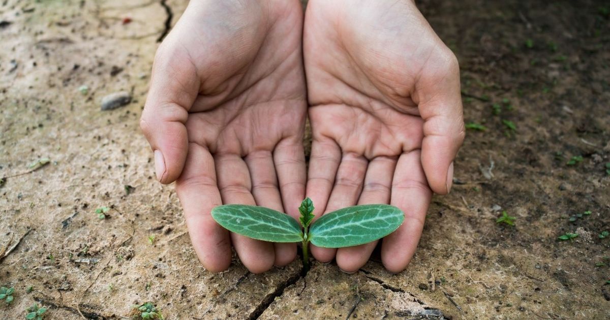 Belgische wijnbouw: tussen klimaatverandering en beloftevolle toekomst met vakmanschap als sleutel v