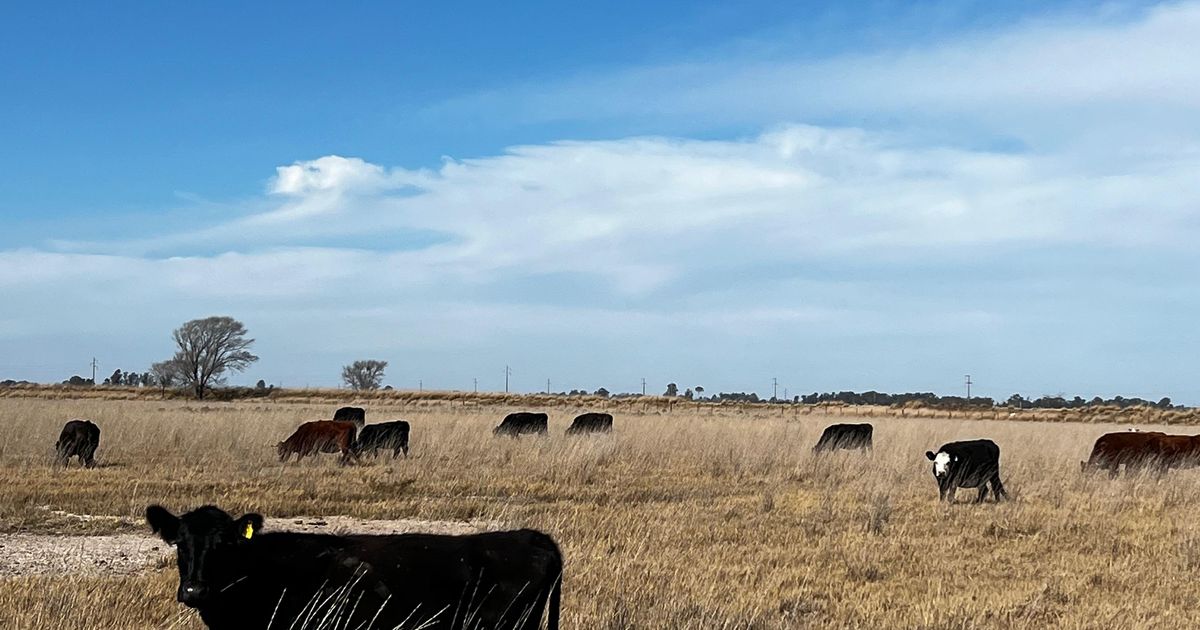Exploratory Agri-Food Mission to Argentina | Agroberichten Buitenland